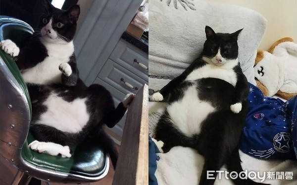 阿公埋进整张脸“深情狂撸”　猫孙被吸到生无可恋：够了没