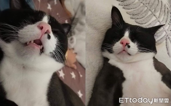 阿公埋进整张脸“深情狂撸”　猫孙被吸到生无可恋：够了没