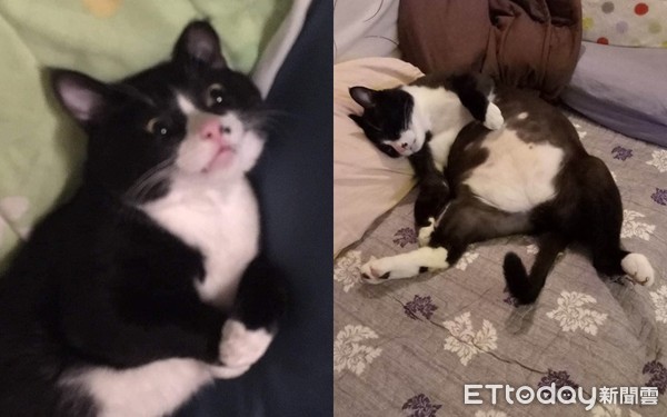 阿公埋进整张脸“深情狂撸”　猫孙被吸到生无可恋：够了没