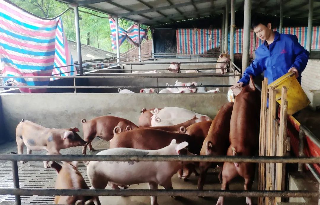 脱贫攻坚北海,北海市持续巩固拓展脱贫攻坚成果