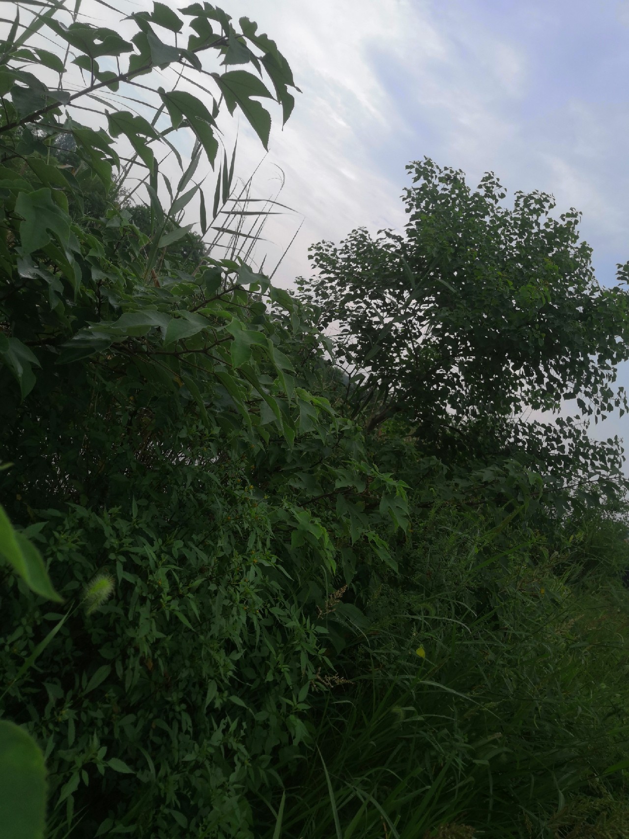 香酥可口的炸酥鱼吃了还想吃,喜欢吃炸带鱼