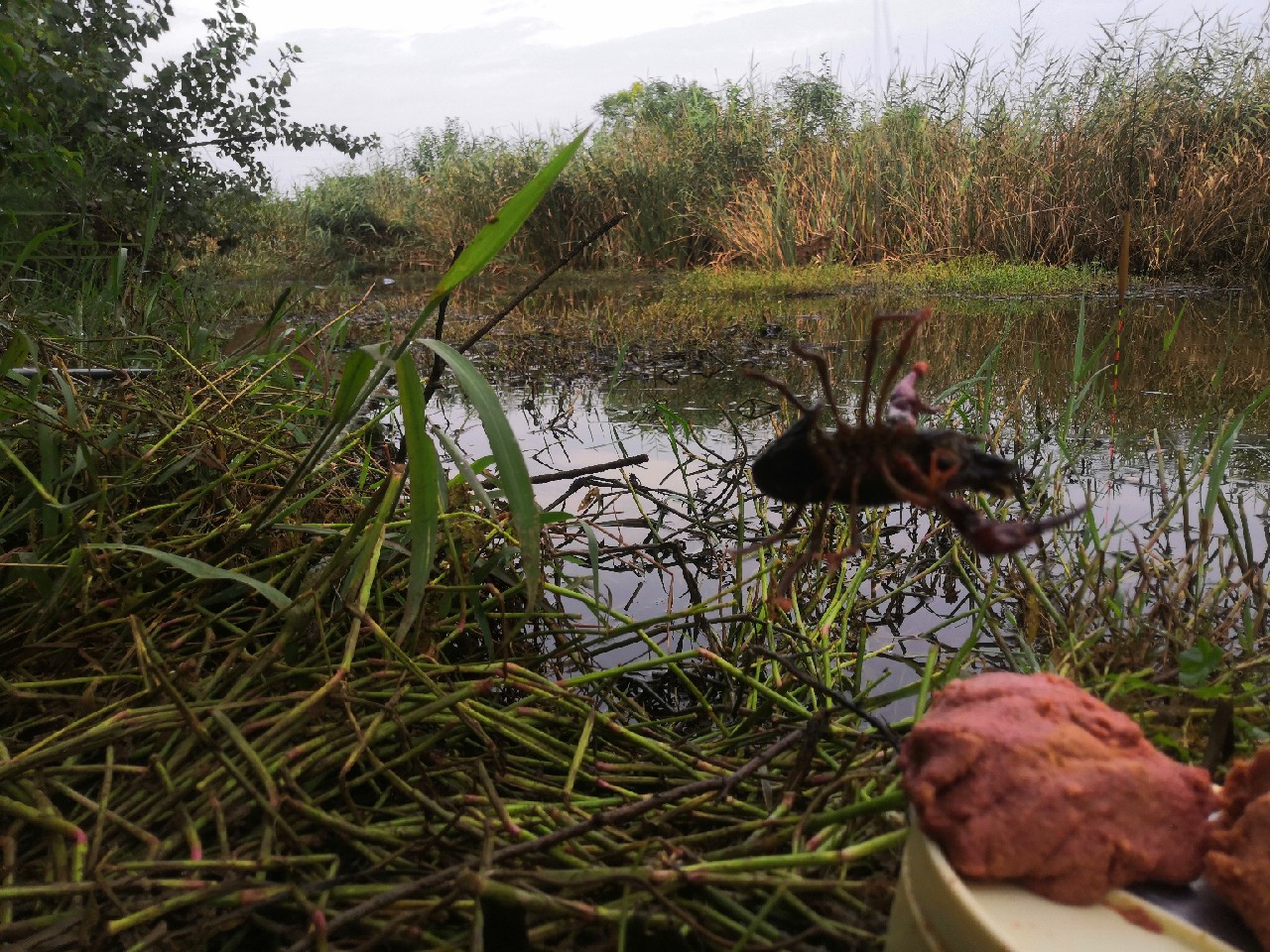 香酥可口的炸酥鱼吃了还想吃,喜欢吃炸带鱼