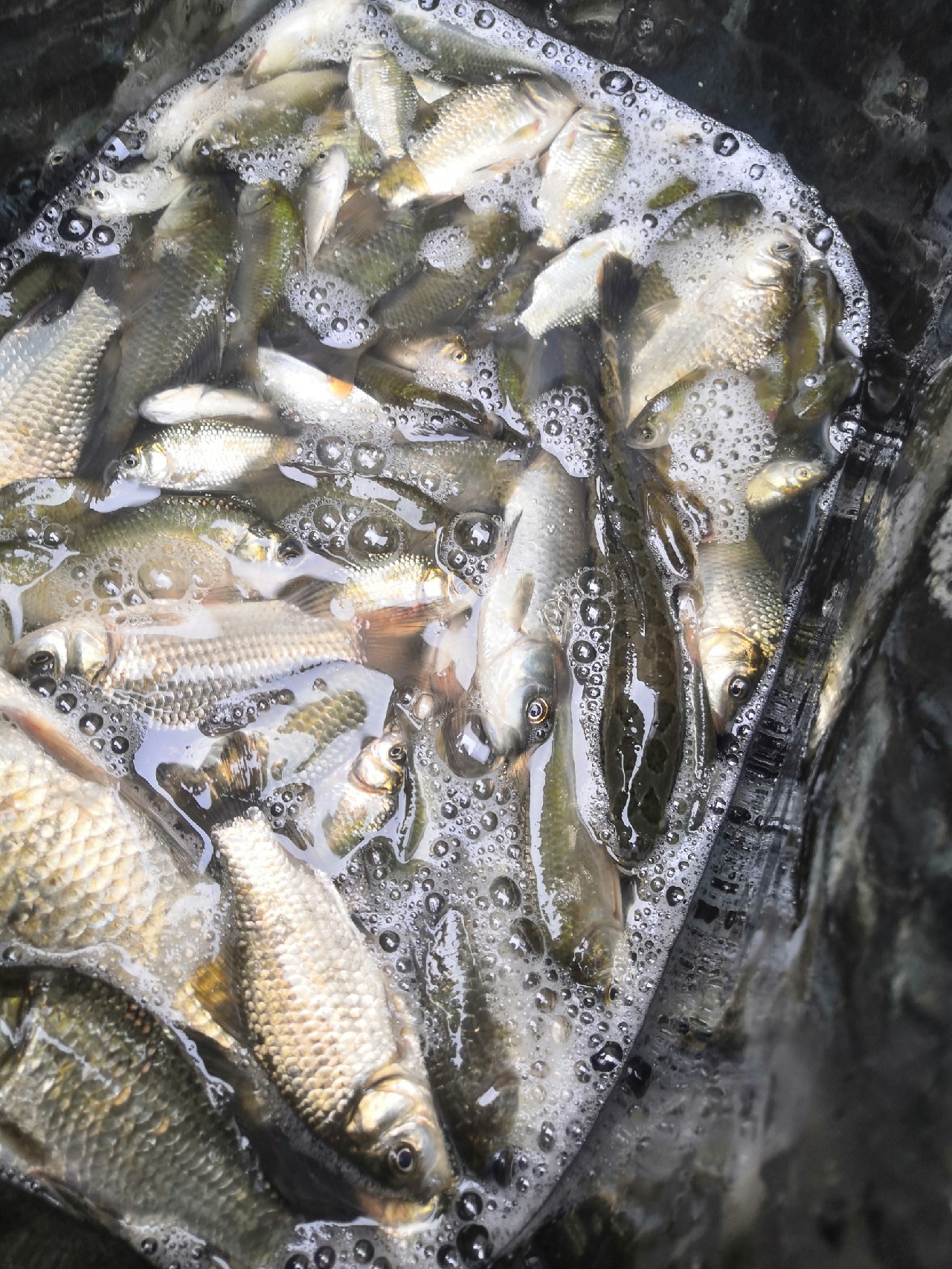 香酥可口的炸酥鱼吃了还想吃,喜欢吃炸带鱼