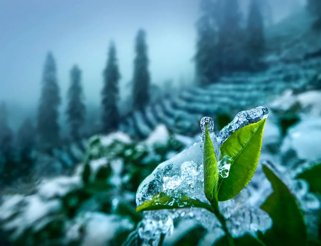 竹叶青高山高端绿茶,高端绿茶竹叶青