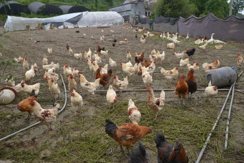 扶贫故事纪录片,扶贫故事两千字