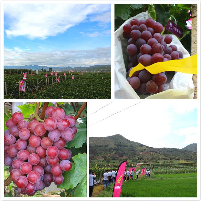 成长十周年庆典,成长十周年