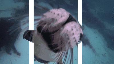 广西极地海洋馆免费吗,广西极地超大海洋馆电话