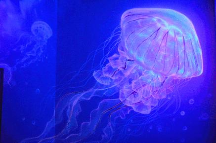 广西极地海洋馆免费吗,广西极地超大海洋馆电话