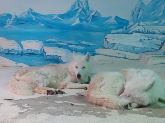 广西极地海洋馆免费吗,广西极地超大海洋馆电话