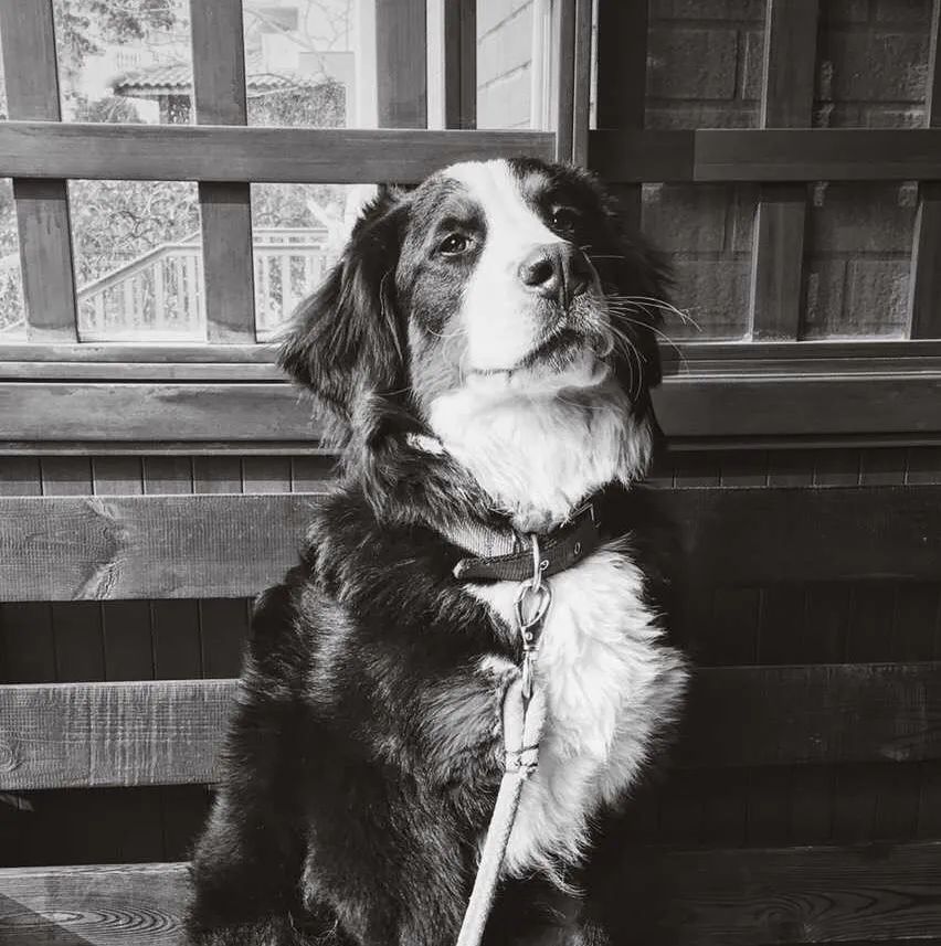 米其林餐厅为什么这么少,米其林餐厅为什么又贵又难吃