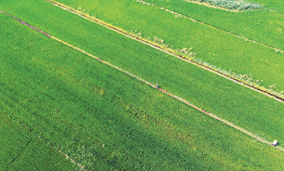 东北是全国未来的缩影,东北黑土地一片热土