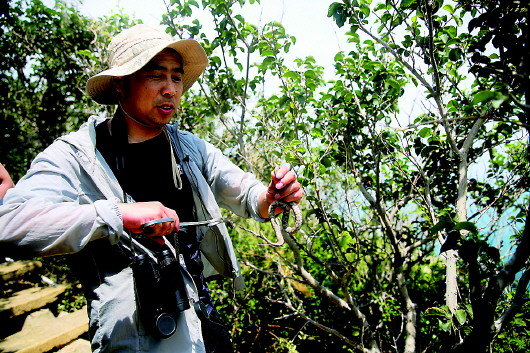 千岛湖蛇岛人蛇共舞,蛇岛守护