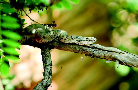 千岛湖蛇岛人蛇共舞,蛇岛守护