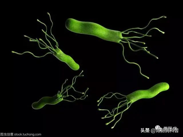 根除幽门螺杆菌常用的有效方案为,幽门螺杆菌用药期间可以喝牛奶吗