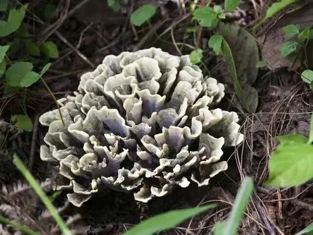 石屏龙韵养生谷干巴菌,云南石屏龙朋干巴菌节