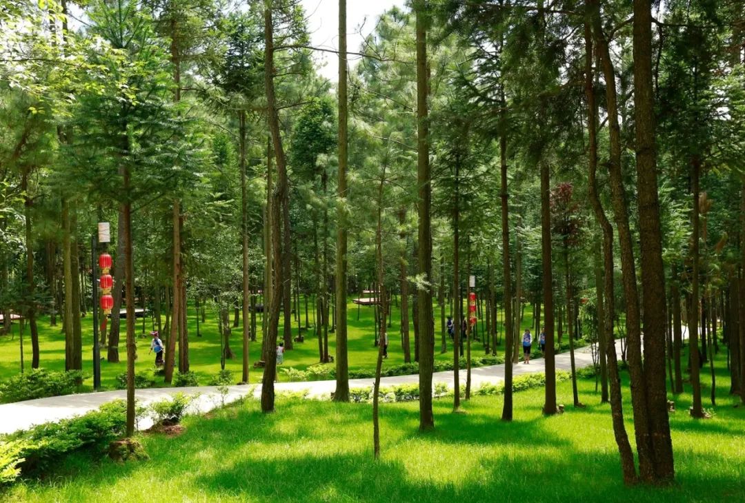 石屏龙韵养生谷干巴菌,云南石屏龙朋干巴菌节