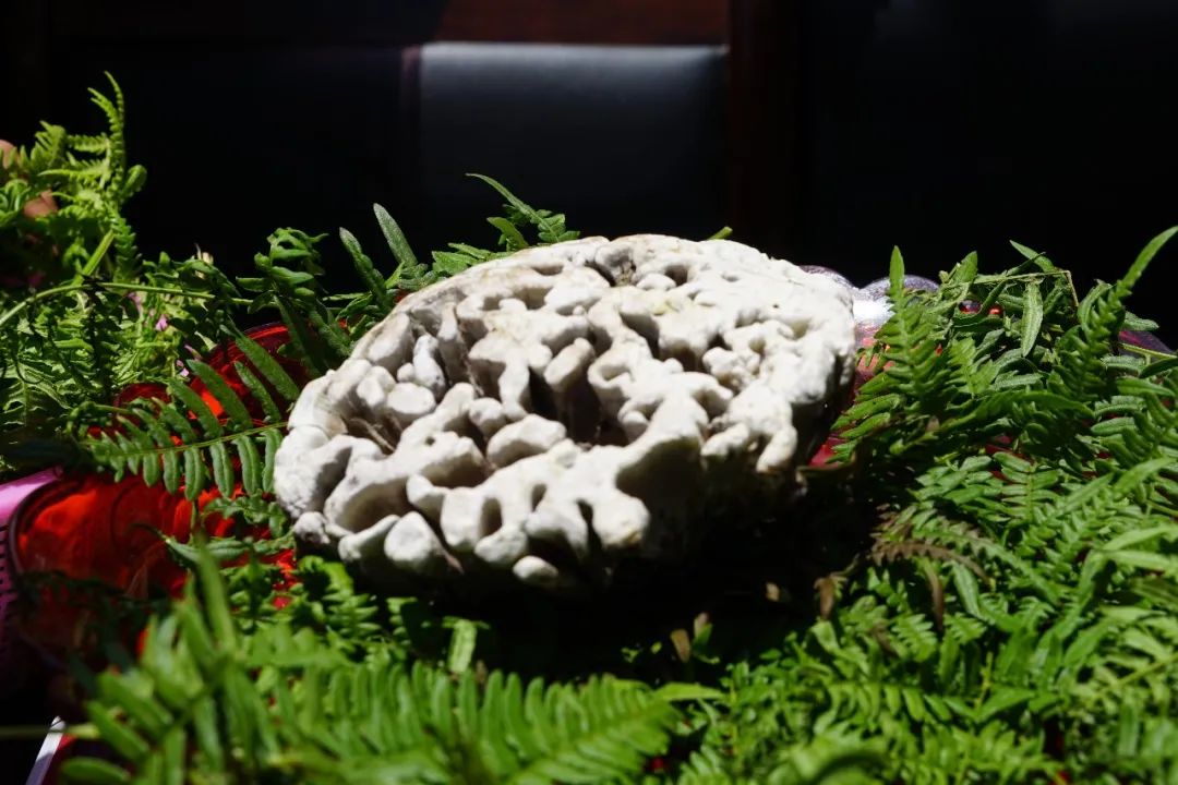 石屏龙韵养生谷干巴菌,云南石屏龙朋干巴菌节