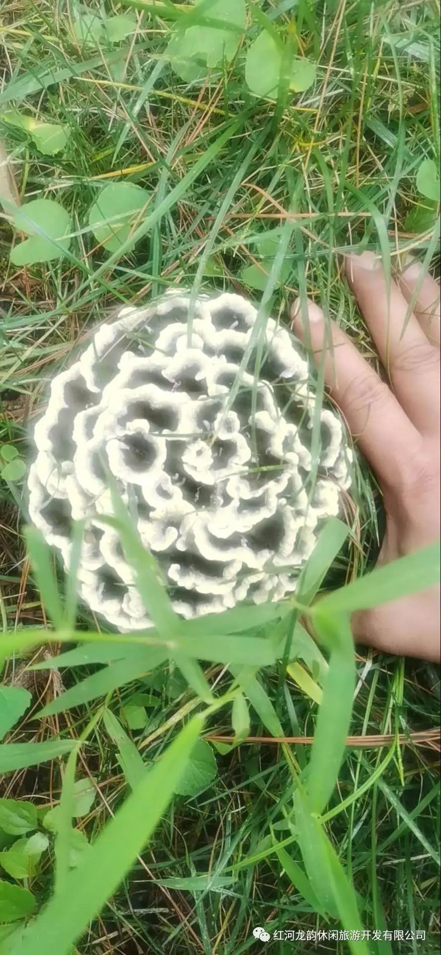 石屏龙韵养生谷干巴菌,云南石屏龙朋干巴菌节