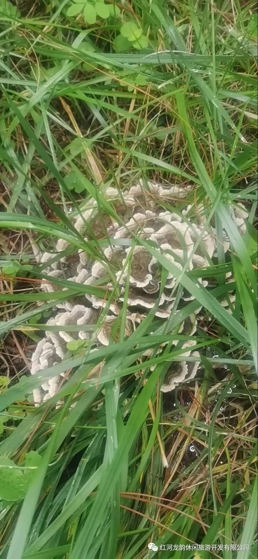 石屏龙韵养生谷干巴菌,云南石屏龙朋干巴菌节