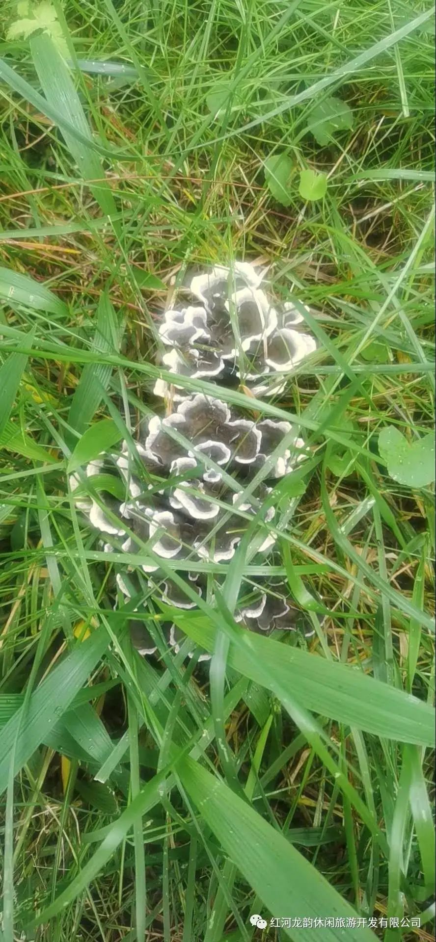 石屏龙韵养生谷干巴菌,云南石屏龙朋干巴菌节