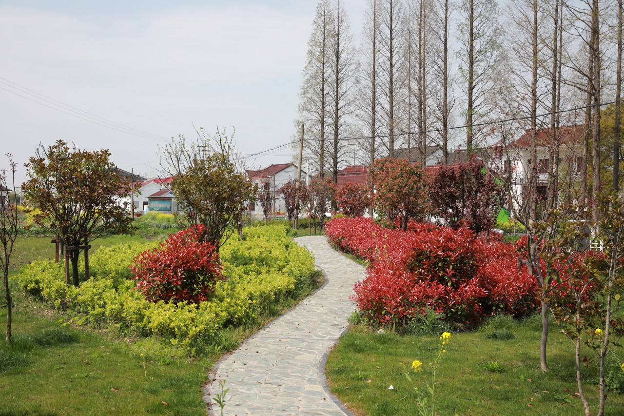 走青浦听江南｜“万水千砖”双祥村，百花十人好田园
