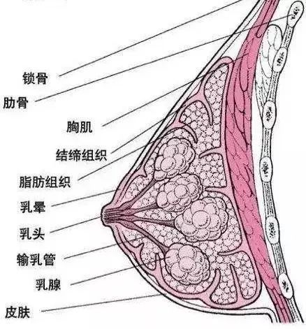乳房按摩治病还是致病,乳房按摩致癌案例