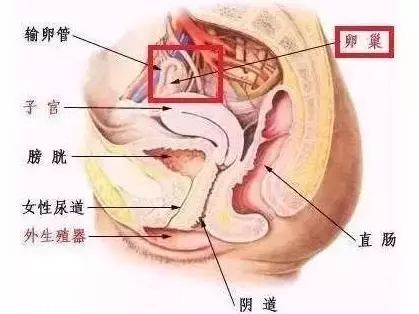 乳房按摩治病还是致病,乳房按摩致癌案例