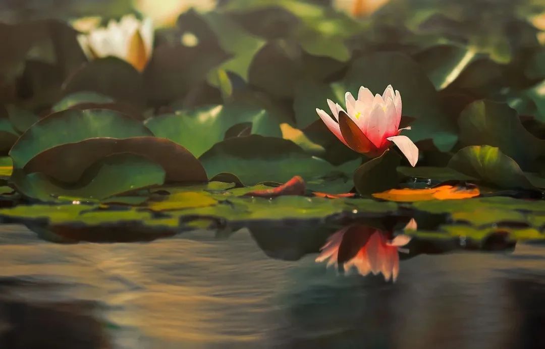 你好这里是成都翻译英文,你知道武汉商学院么