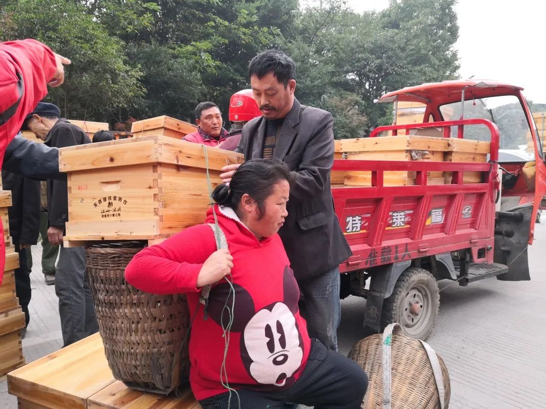 江山蜂产品,江山养蜂技术