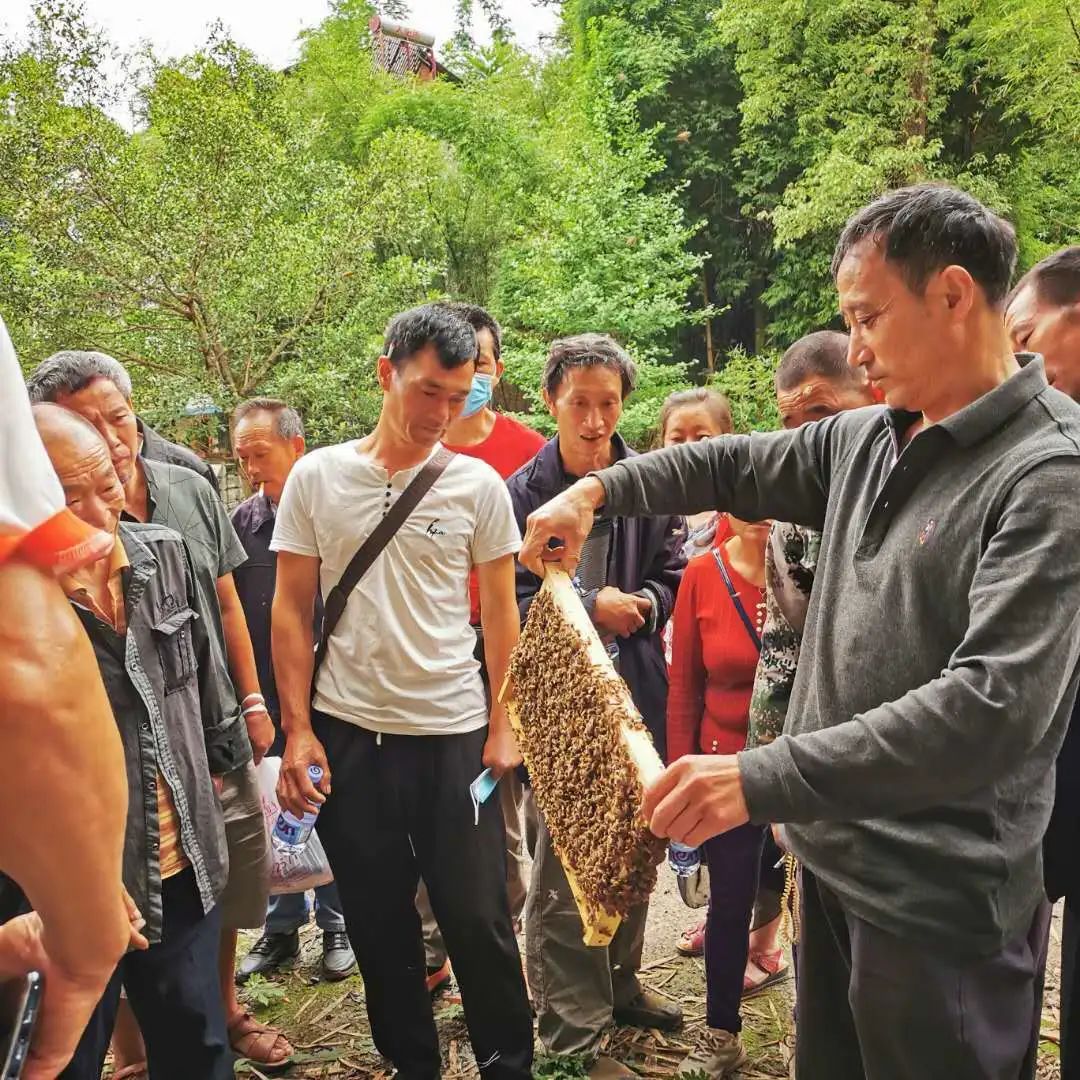 江山蜂产品,江山养蜂技术