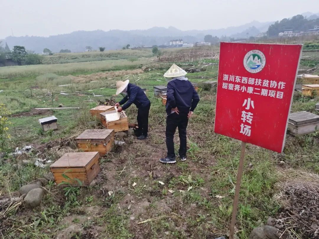 江山蜂产品,江山养蜂技术