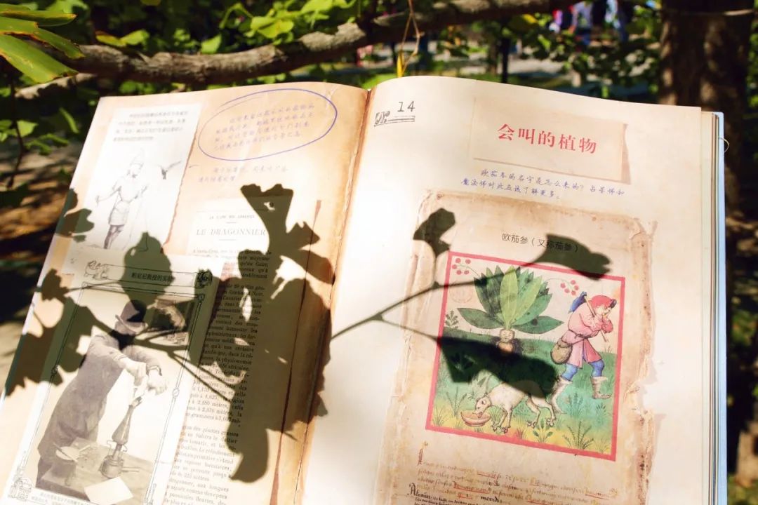 哈利波特霍格沃茨典藏版,哈利波特里的神奇植物