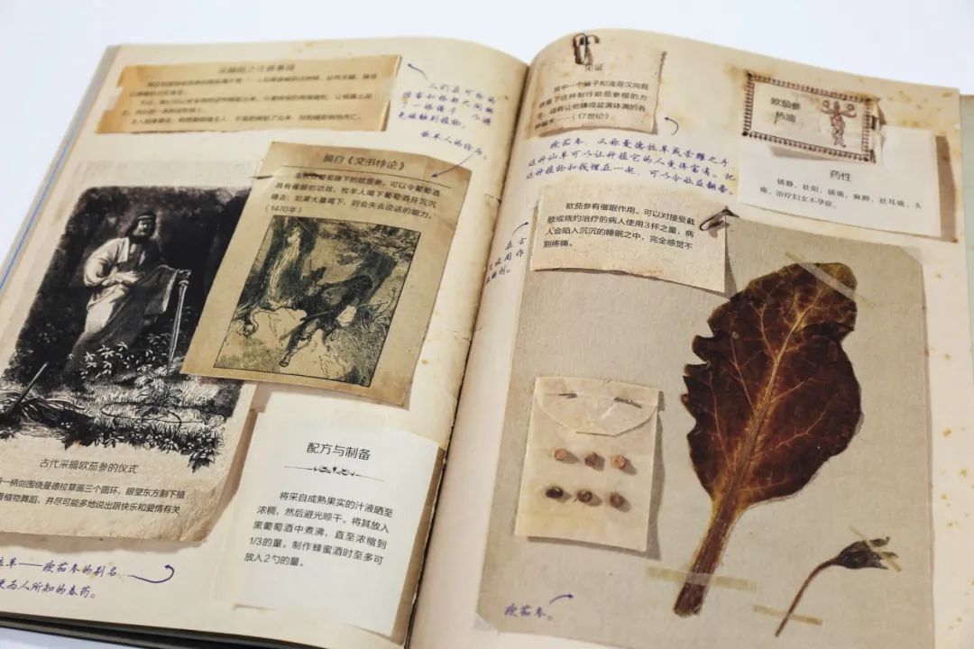 哈利波特霍格沃茨典藏版,哈利波特里的神奇植物