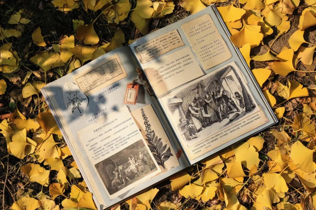 哈利波特霍格沃茨典藏版,哈利波特里的神奇植物