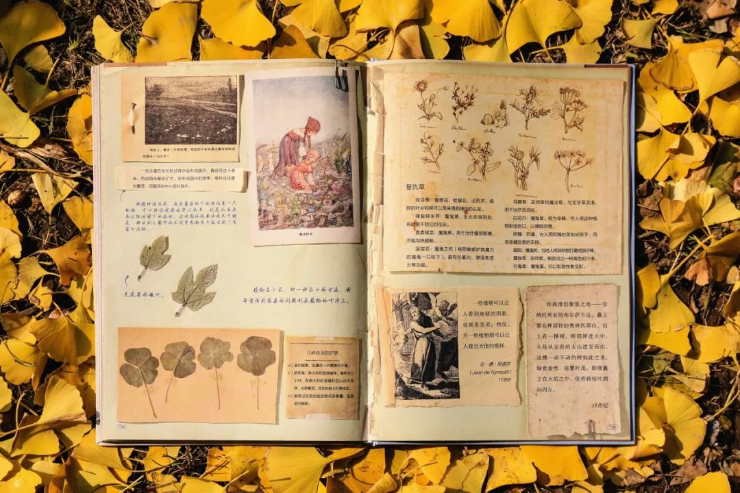 哈利波特霍格沃茨典藏版,哈利波特里的神奇植物