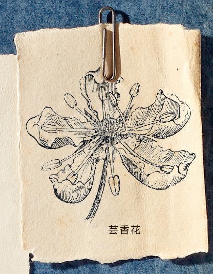 哈利波特霍格沃茨典藏版,哈利波特里的神奇植物