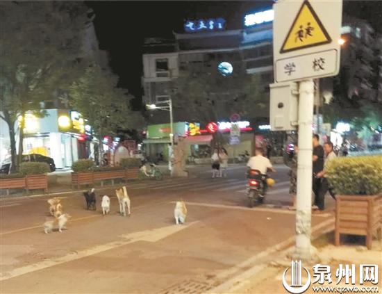 流浪狗问题引发网友激烈讨论,流浪狗问题怎么解