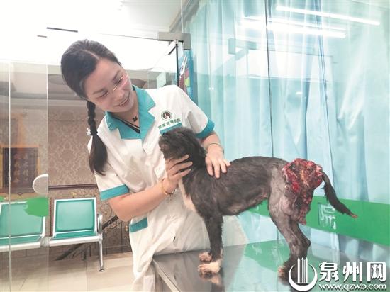 流浪狗问题引发网友激烈讨论,流浪狗问题怎么解