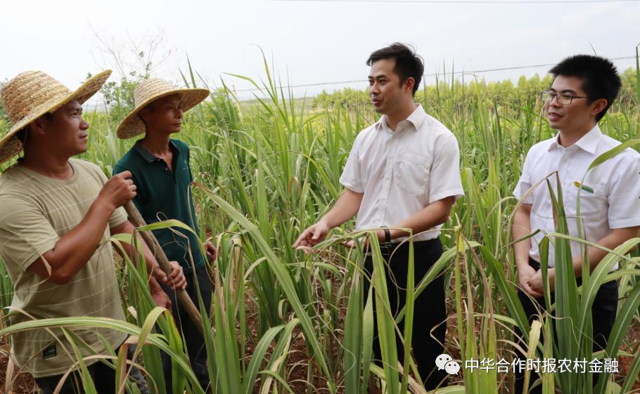 上半年累放*款贷**2136亿元!广西农信社服务实体经济交出“漂亮答卷”