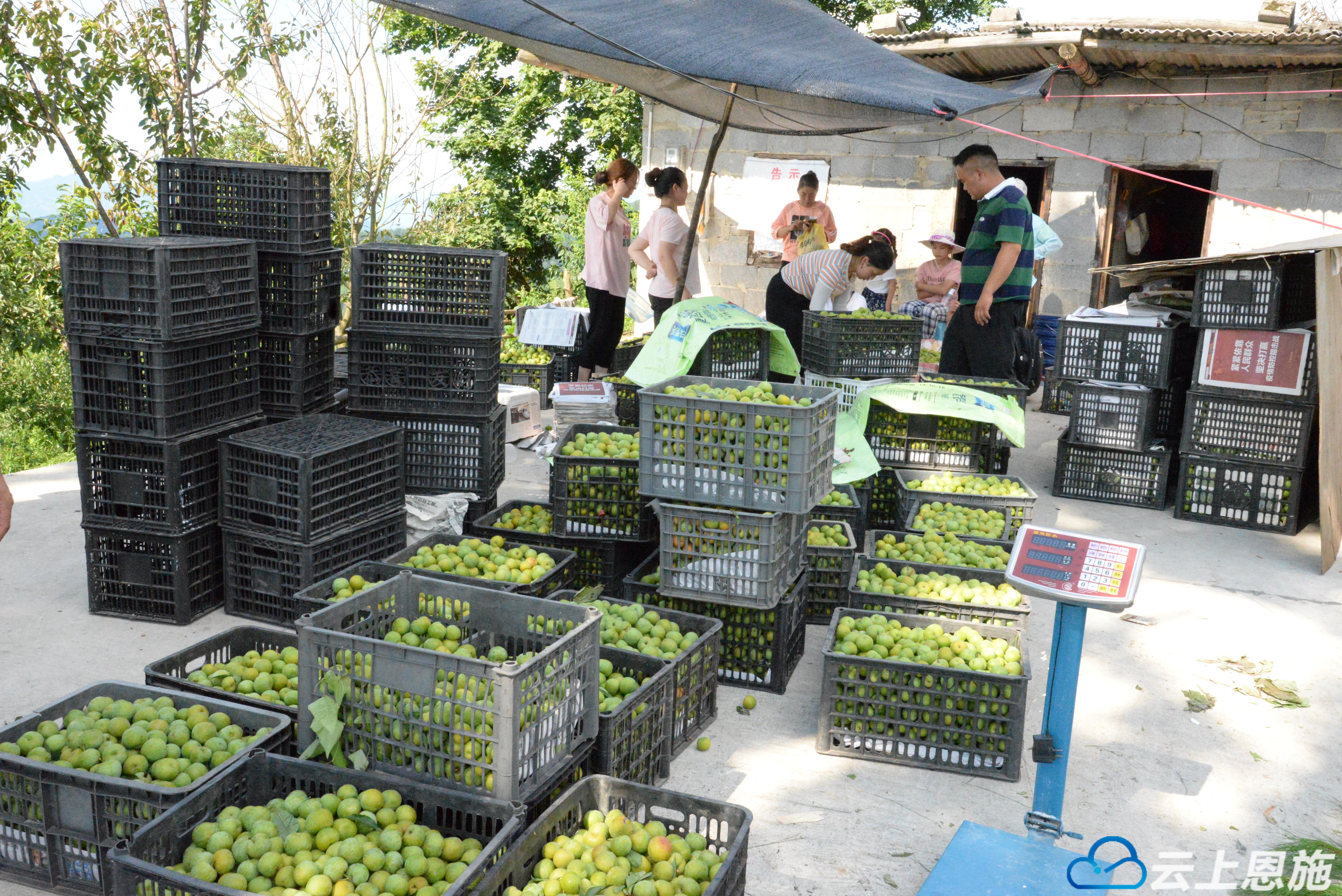 助农火龙果直播,助农红心猕猴桃直播中