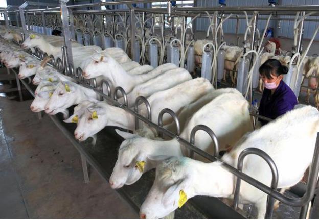 陕西红星美羚中老年无蔗糖羊奶粉,红星美羚一号羊奶粉价格