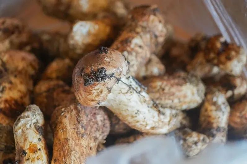 松茸比普通菌类贵多少,最好的松茸是哪里的