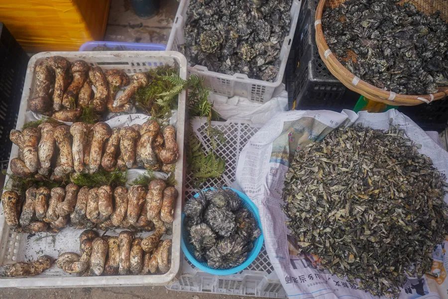 松茸比普通菌类贵多少,最好的松茸是哪里的