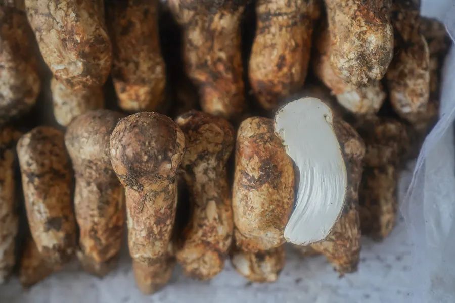 松茸比普通菌类贵多少,最好的松茸是哪里的