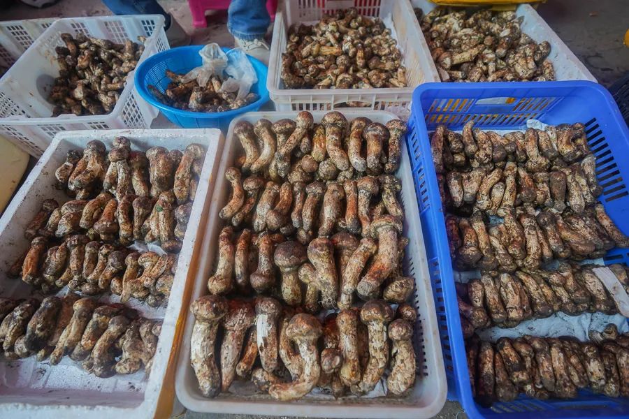 松茸比普通菌类贵多少,最好的松茸是哪里的