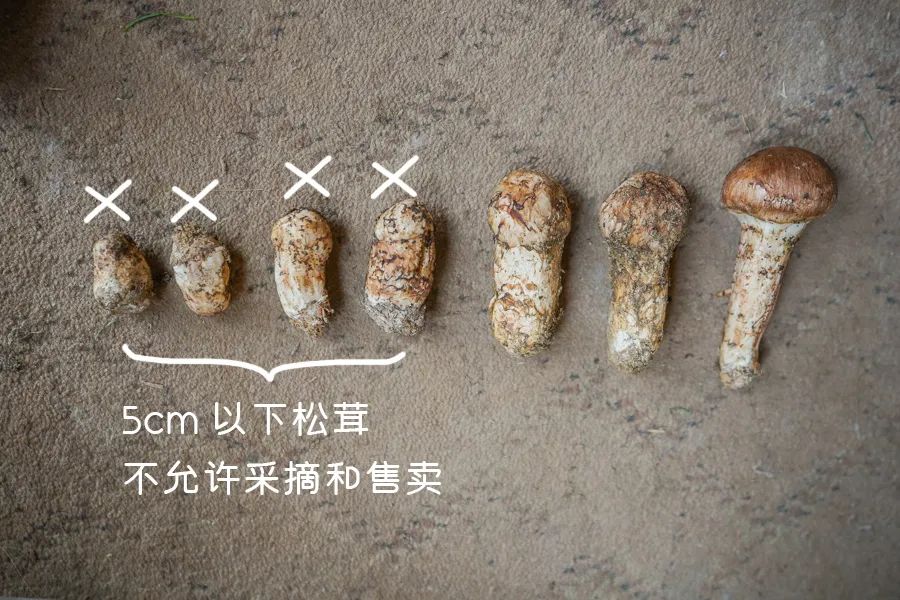 松茸比普通菌类贵多少,最好的松茸是哪里的