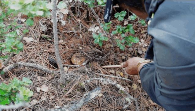 松茸比普通菌类贵多少,最好的松茸是哪里的