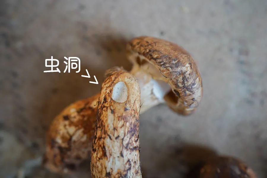 松茸比普通菌类贵多少,最好的松茸是哪里的