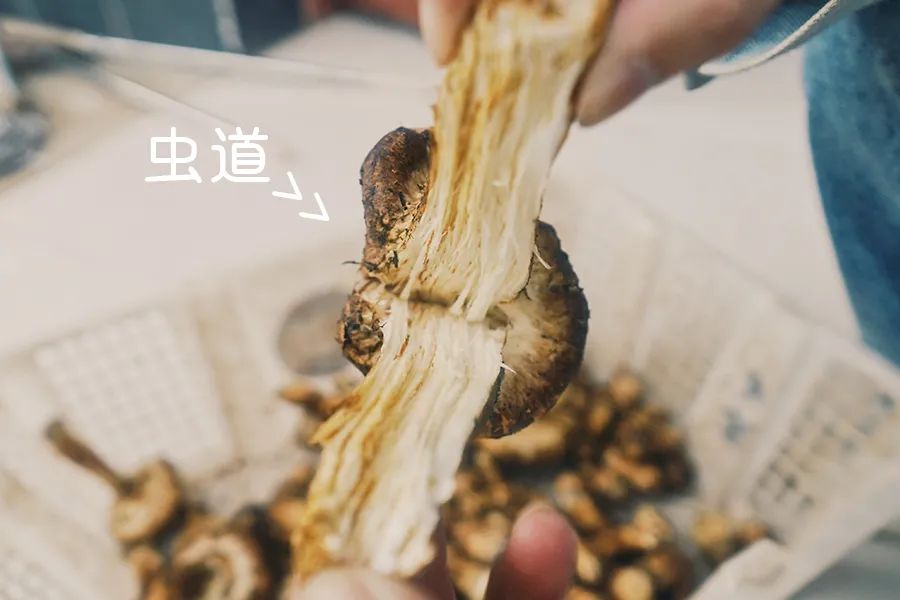 松茸比普通菌类贵多少,最好的松茸是哪里的