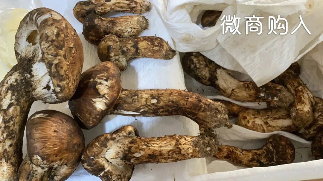 松茸比普通菌类贵多少,最好的松茸是哪里的